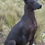 Xoloitzcuintle Estandard