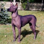 Xoloitzcuintle estandar
