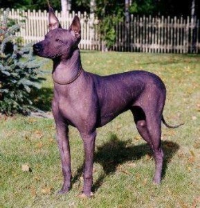 Xoloitzcuintle estandar