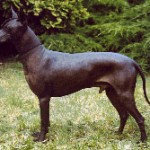 Otro Xoloitzcuintle Estandar